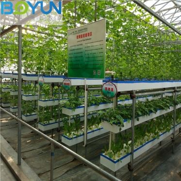 华人2平台段密植栽培 博云农业规划设计现代农业